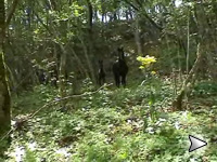 Maremmani allo stato brado - Allevamento del Talozzo