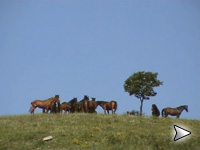 Maremmani allo stato brado - Allevamento del Talozzo