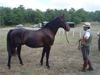 Valoroso del Talozzo