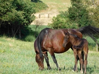 Bucefalo del Talozzo 2012