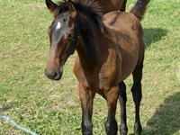 Buriana del Talozzo 2012