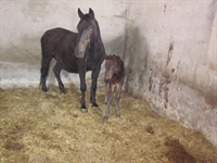 CIVETTA DEL TALOZZO 2013