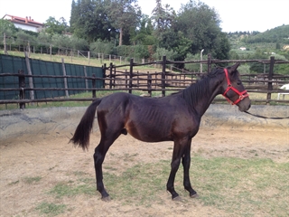 Bucefalo del Talozzo 2013