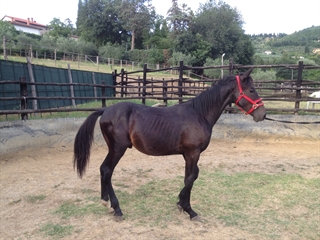 Bucefalo del Talozzo 2013