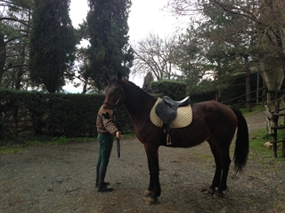 Ufficiale del Talozzo 2014