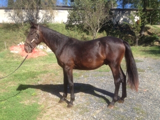 Bastiano del Talozzo 2014