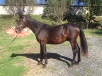 Bastiano del Talozzo 2014