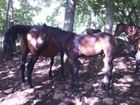 Dittatore del Talozzo