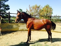 Corallo del Talozzo 2015