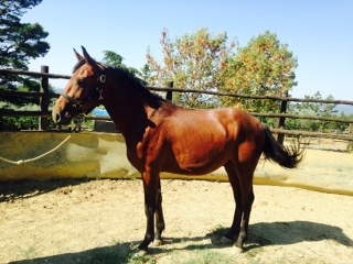 Corallo del Talozzo 2015