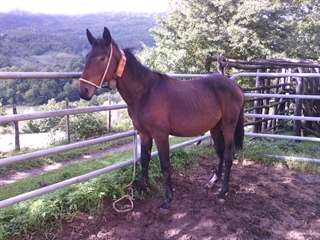 Dittatore del Talozzo