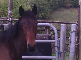 Dittatore del Talozzo 2015