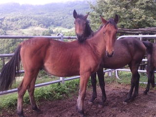 Doge del Talozzo 2015