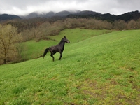 Quadrifoglio del Belagaio