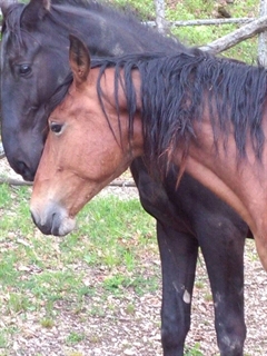 Eolo con Ebano del Taolozzo