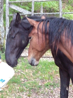 Ebano con Eolo del Talozzo