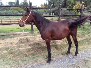 Euforia del Talozzo 2017