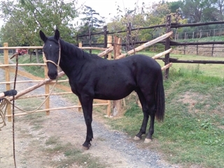 Furfante del Talozzo