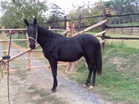 Furfante del Talozzo