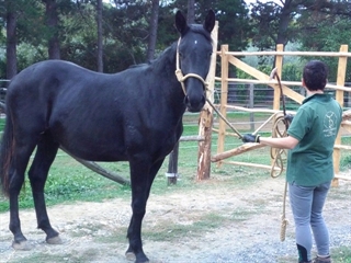 Furfante del Talozzo