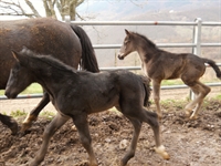 Ardito e Annibale del Talozzo